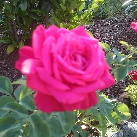 住宿加早餐酒店 Heritage 米尔海姆